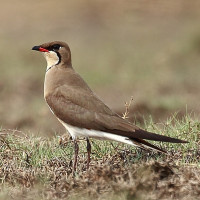 Oriental Pratincole